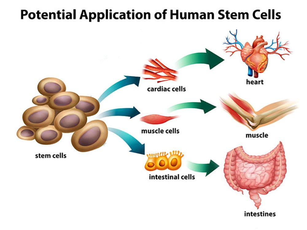 StemCell_1000x761-crop